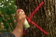 Флуорисцентен спрей-боя за маркиране на дървета